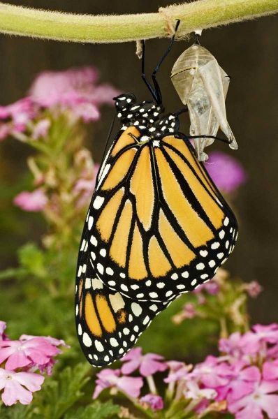 TX, Hill Country Monarch butterfly just hatched